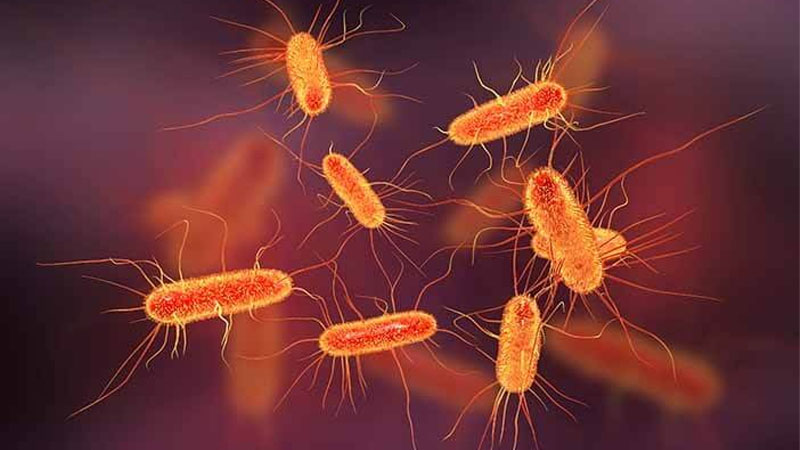 Risiko Penyakit Akibat Bakteri E. coli dan Cara Mencegahnya – PAFI Bangko